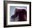 NASA - The Horsehead Nebula-null-Framed Premium Giclee Print