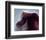 NASA - The Horsehead Nebula-null-Framed Premium Giclee Print