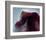 NASA - The Horsehead Nebula-null-Framed Art Print