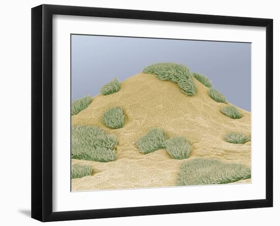 Nasal Epithelium, SEM-Steve Gschmeissner-Framed Photographic Print