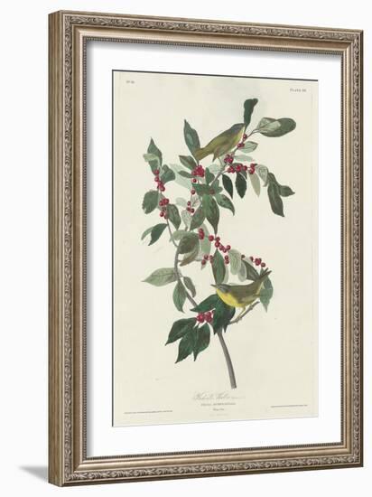 Nashville Warbler, 1830-John James Audubon-Framed Giclee Print