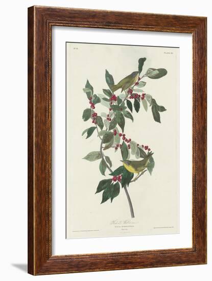 Nashville Warbler, 1830-John James Audubon-Framed Giclee Print