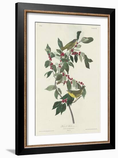 Nashville Warbler, 1830-John James Audubon-Framed Giclee Print