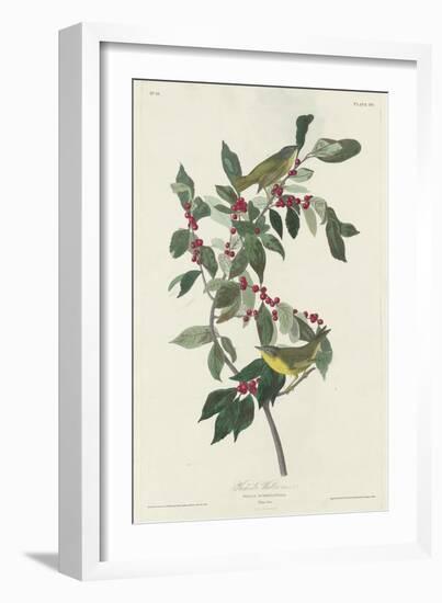 Nashville Warbler, 1830-John James Audubon-Framed Giclee Print