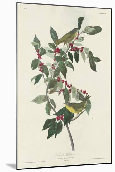 Nashville Warbler, 1830-John James Audubon-Mounted Giclee Print