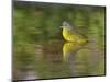 Nashville Warbler bathing in pond, Hill Country, Texas, USA-Rolf Nussbaumer-Mounted Photographic Print