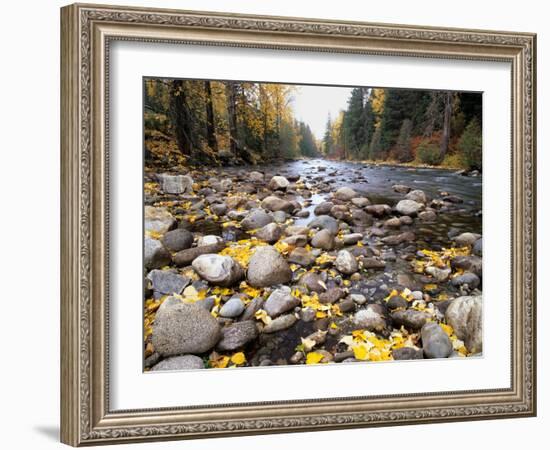 Nason Creek with Autumn Leaves, Wenatchee National Forest, Washington, USA-Jamie & Judy Wild-Framed Photographic Print