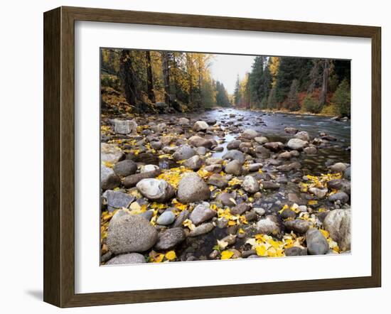 Nason Creek with Autumn Leaves, Wenatchee National Forest, Washington, USA-Jamie & Judy Wild-Framed Photographic Print