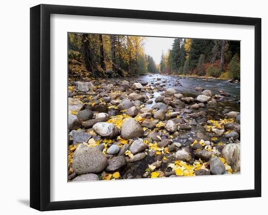 Nason Creek with Autumn Leaves, Wenatchee National Forest, Washington, USA-Jamie & Judy Wild-Framed Photographic Print