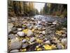 Nason Creek with Autumn Leaves, Wenatchee National Forest, Washington, USA-Jamie & Judy Wild-Mounted Photographic Print
