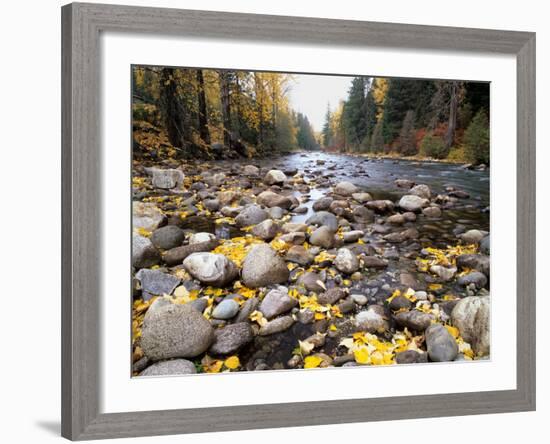 Nason Creek with Autumn Leaves, Wenatchee National Forest, Washington, USA-Jamie & Judy Wild-Framed Photographic Print