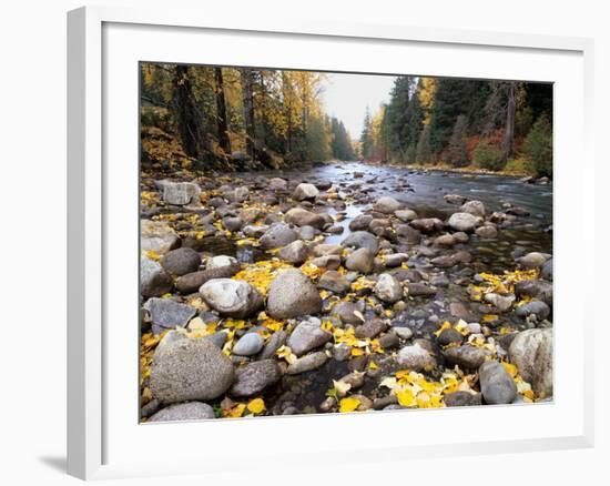 Nason Creek with Autumn Leaves, Wenatchee National Forest, Washington, USA-Jamie & Judy Wild-Framed Photographic Print