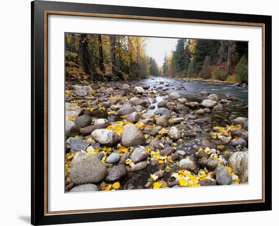 Nason Creek with Autumn Leaves, Wenatchee National Forest, Washington, USA-Jamie & Judy Wild-Framed Photographic Print