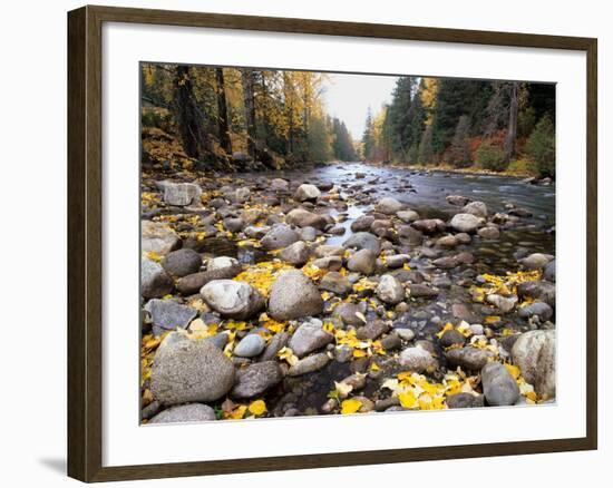 Nason Creek with Autumn Leaves, Wenatchee National Forest, Washington, USA-Jamie & Judy Wild-Framed Photographic Print