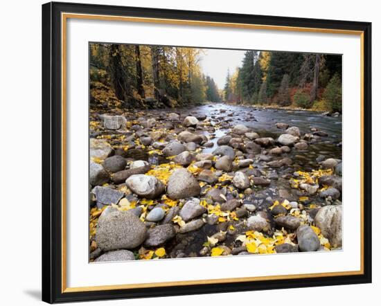 Nason Creek with Autumn Leaves, Wenatchee National Forest, Washington, USA-Jamie & Judy Wild-Framed Photographic Print