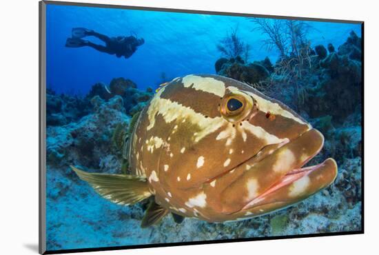 Nassau Grouper (Epinephelus Striatus) Watched by a Diver on a Coral Reef-Alex Mustard-Mounted Photographic Print