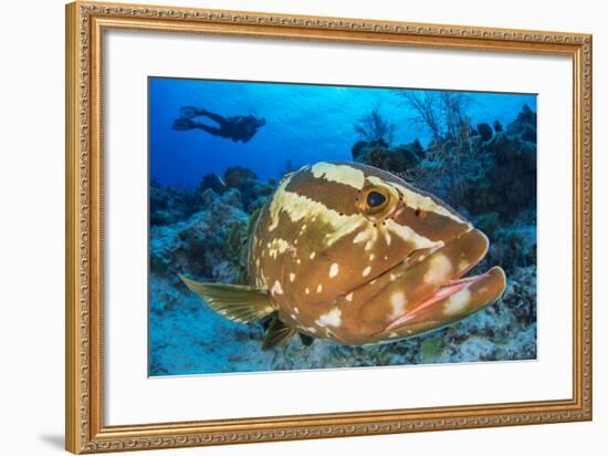 Nassau Grouper (Epinephelus Striatus) Watched by a Diver on a Coral Reef-Alex Mustard-Framed Photographic Print