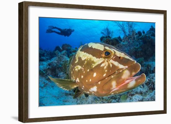 Nassau Grouper (Epinephelus Striatus) Watched by a Diver on a Coral Reef-Alex Mustard-Framed Photographic Print