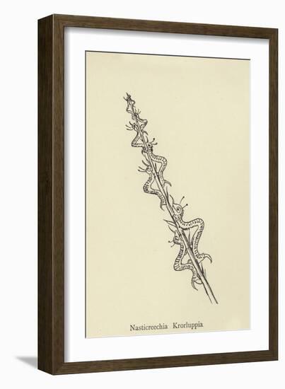 Nasticreechia Krorluppia-Edward Lear-Framed Giclee Print
