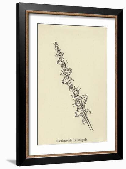 Nasticreechia Krorluppia-Edward Lear-Framed Giclee Print