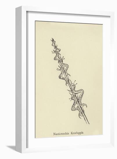 Nasticreechia Krorluppia-Edward Lear-Framed Giclee Print