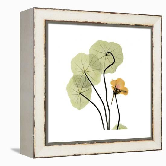 Nasturtium 1-Albert Koetsier-Framed Stretched Canvas