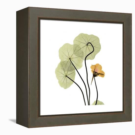 Nasturtium 1-Albert Koetsier-Framed Stretched Canvas