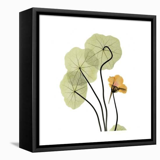 Nasturtium 1-Albert Koetsier-Framed Stretched Canvas