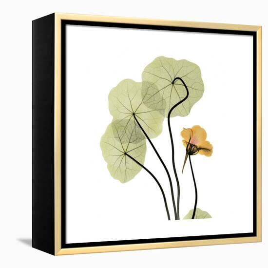 Nasturtium 1-Albert Koetsier-Framed Stretched Canvas