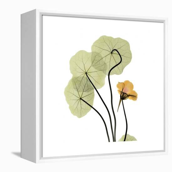 Nasturtium 1-Albert Koetsier-Framed Stretched Canvas