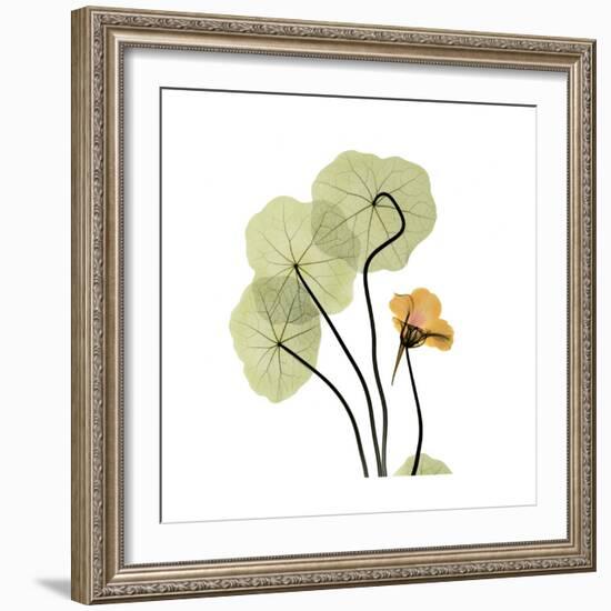 Nasturtium 1-Albert Koetsier-Framed Premium Giclee Print