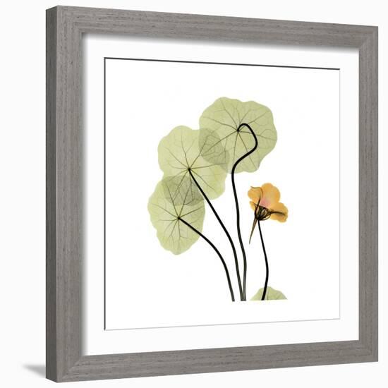 Nasturtium 1-Albert Koetsier-Framed Premium Giclee Print