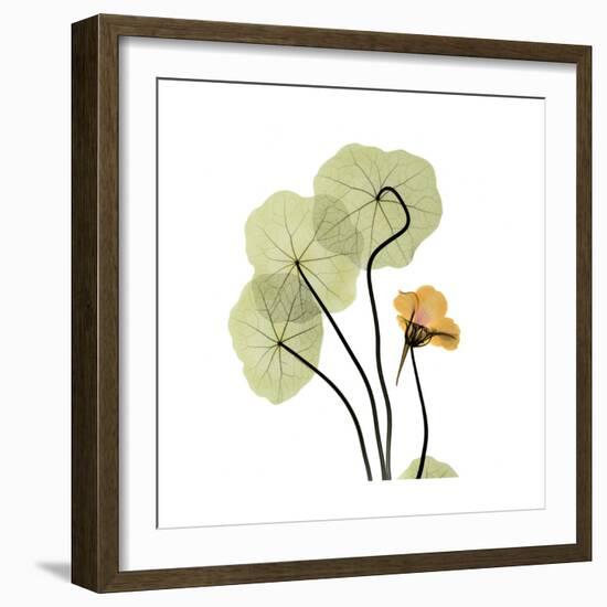 Nasturtium 1-Albert Koetsier-Framed Premium Giclee Print