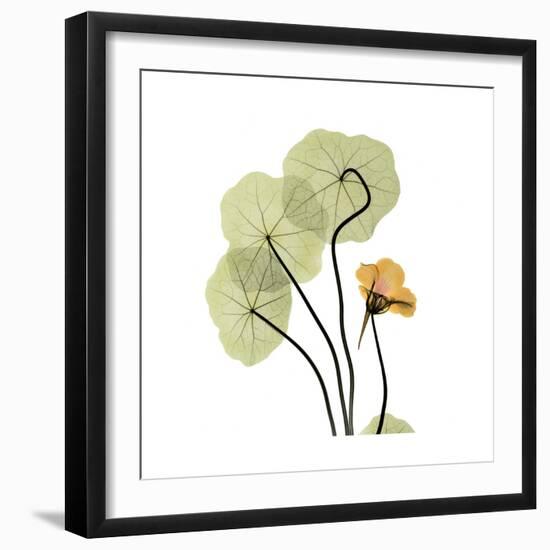 Nasturtium 1-Albert Koetsier-Framed Premium Giclee Print