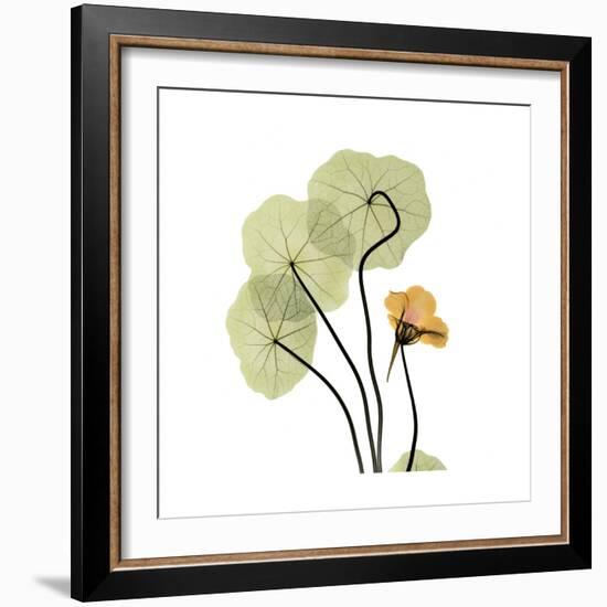 Nasturtium 1-Albert Koetsier-Framed Premium Giclee Print