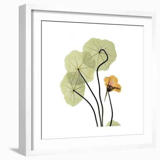 Nasturtium 1-Albert Koetsier-Framed Premium Giclee Print