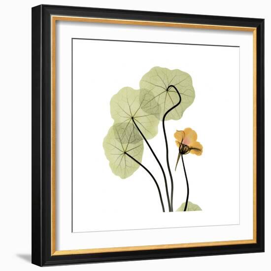 Nasturtium 1-Albert Koetsier-Framed Premium Giclee Print