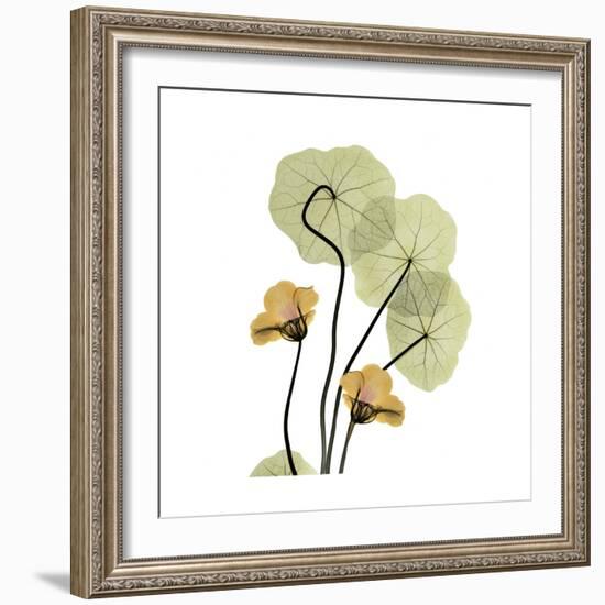 Nasturtium 2-Albert Koetsier-Framed Premium Giclee Print