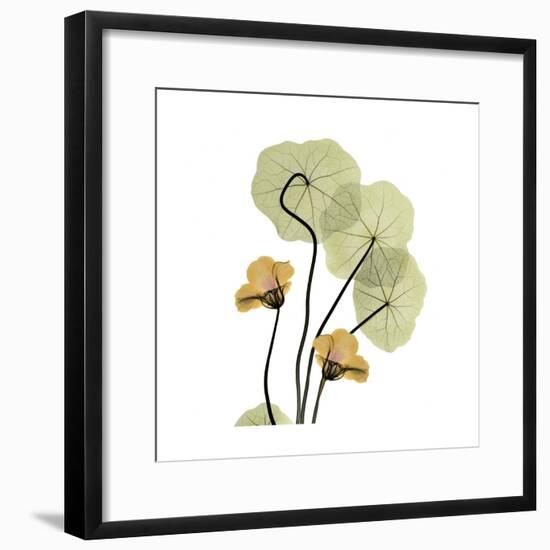 Nasturtium 2-Albert Koetsier-Framed Premium Giclee Print