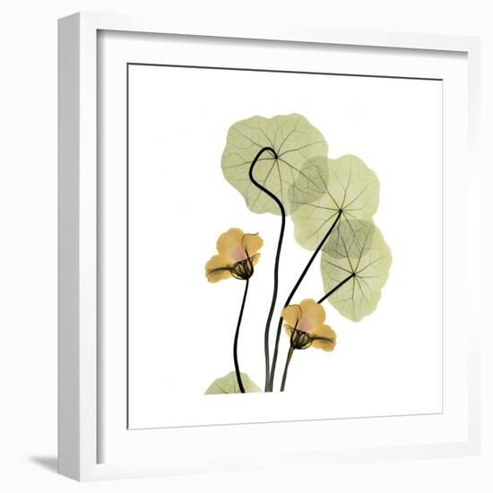 Nasturtium 2-Albert Koetsier-Framed Premium Giclee Print