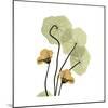 Nasturtium 2-Albert Koetsier-Mounted Premium Giclee Print