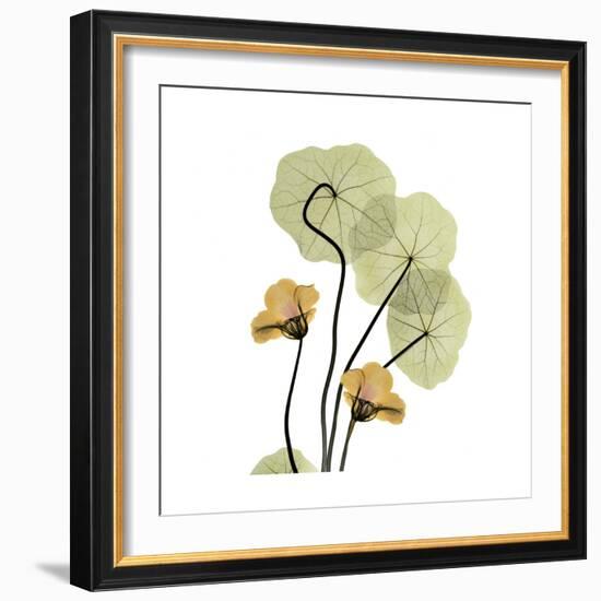 Nasturtium 2-Albert Koetsier-Framed Premium Giclee Print