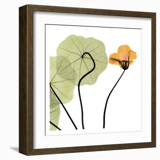 Nasturtium Close Up-Albert Koetsier-Framed Art Print