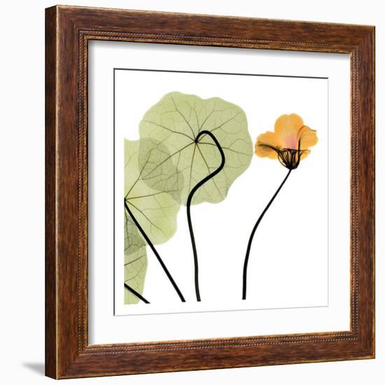 Nasturtium Close Up-Albert Koetsier-Framed Art Print