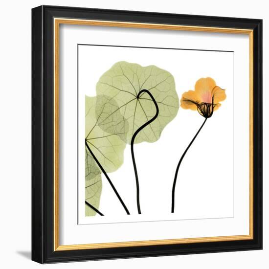 Nasturtium Close Up-Albert Koetsier-Framed Art Print