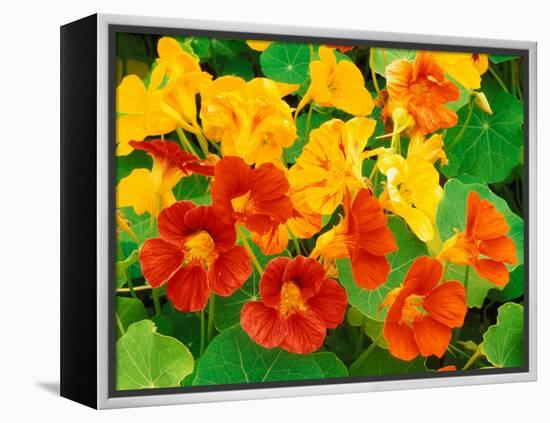 Nasturtium Flowers, Tropaeolum, Seattle, Washington, USA-Adam Jones-Framed Premier Image Canvas