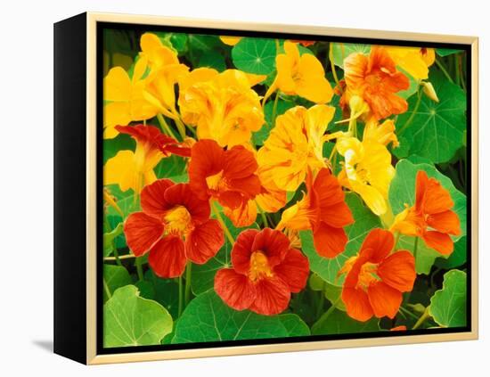 Nasturtium Flowers, Tropaeolum, Seattle, Washington, USA-Adam Jones-Framed Premier Image Canvas