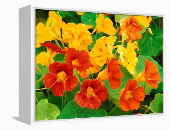 Nasturtium Flowers, Tropaeolum, Seattle, Washington, USA-Adam Jones-Framed Premier Image Canvas