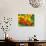 Nasturtium Flowers, Tropaeolum, Seattle, Washington, USA-Adam Jones-Premium Photographic Print displayed on a wall