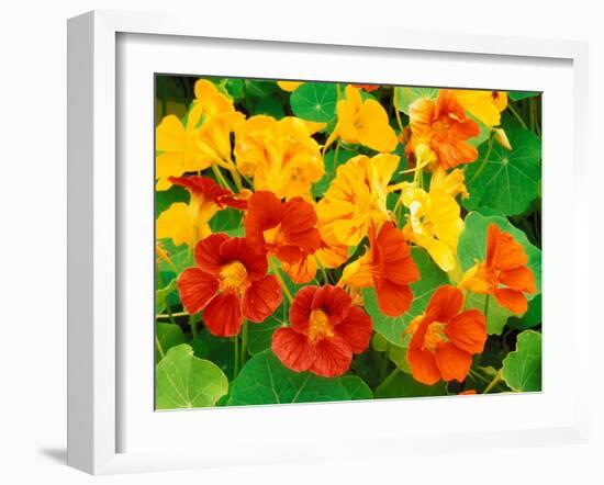 Nasturtium Flowers, Tropaeolum, Seattle, Washington, USA-Adam Jones-Framed Photographic Print